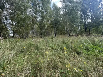 Аренда, земельный участок 1 501 кв.м, ЛПХ, КН 50:36:0040104:1233