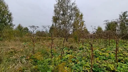 Аренда, земельный участок 1 845 кв.м, ИЖС, д. Еськино, КН 50:19:0040310:762