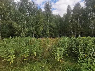 Продажа, земельный участок 1 037 кв.м, ИЖС, с. Нижнее Хорошово, КН 50:34:0010510:2450