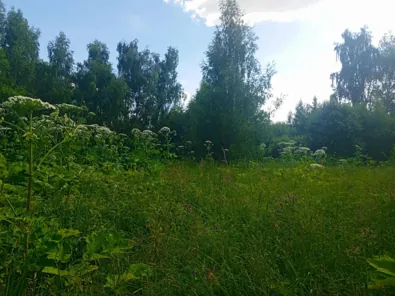 Аренда, земельный участок 1 237 кв.м, ЛПХ, п. Лесной