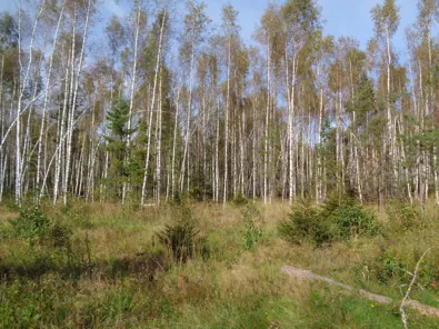 Продажа, земельный участок 2 452 кв.м, ИЖС, с. Микулино