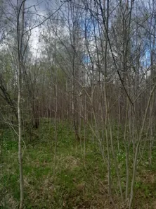Продажа, земельный участок 799 кв.м, Жилая застройка, КН 47:16:0803001:572