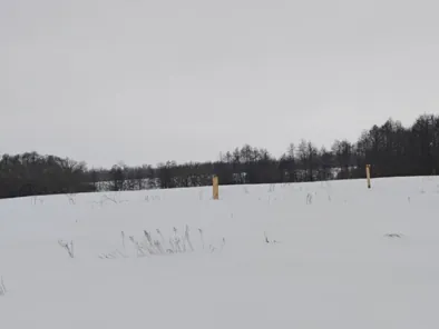 Аренда, земельный участок 5 000 кв.м, ЛПХ, с. Борщевка, КН 68:20:1305001:367