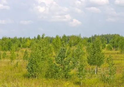 Продажа, земельный участок 784 147 кв.м, с/х, п. Дачное, КН 13:20:0402003:129