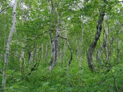 участок