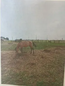 Продажа движимого имущества Лошадь по кличке "Бэмби", находящегося в оперативном управлении МБУ ДО ДЮСШ с.Раевский