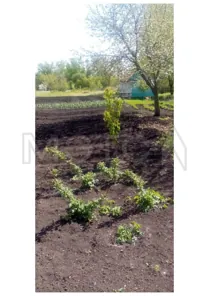 Продажа, 1/5 доли, земельный участок 2 000 кв.м, г. Уварово, КН 68:30:0004011:92